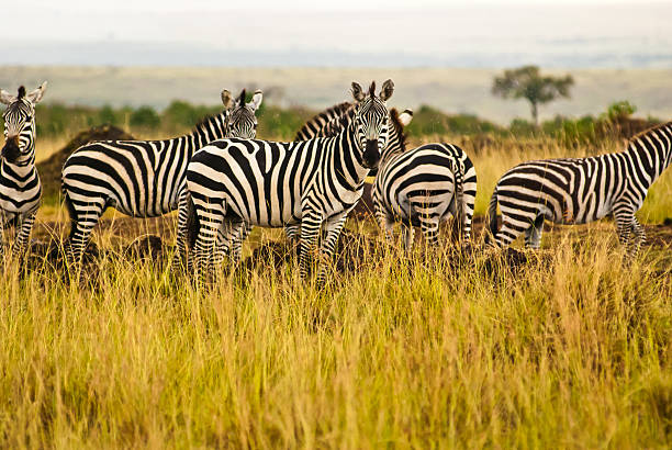 istock group of zeabrs in the wild 187453817