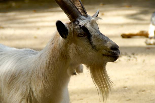 Old goat with moth open with teeth hidden by lips against a stone background.