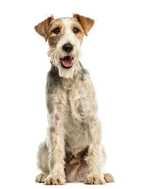 Close-up of a Fox terrier sitting, facing, panting, isolated on white