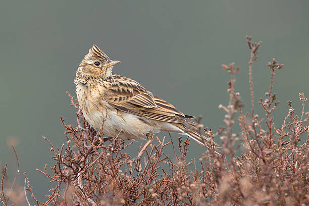 Skylark (Alauda arvensis) in the heather. Skylark (Alauda arvensis) in the heather. galerida cristata stock pictures, royalty-free photos & images