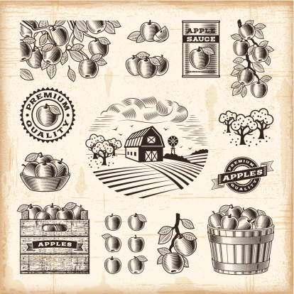 A set of fully editable vintage apple harvest elements in woodcut style. EPS10 vector illustration with clipping mask. Includes high resolution JPG.