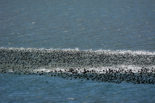 A large flock of black birds are bustling on the water of the lake
