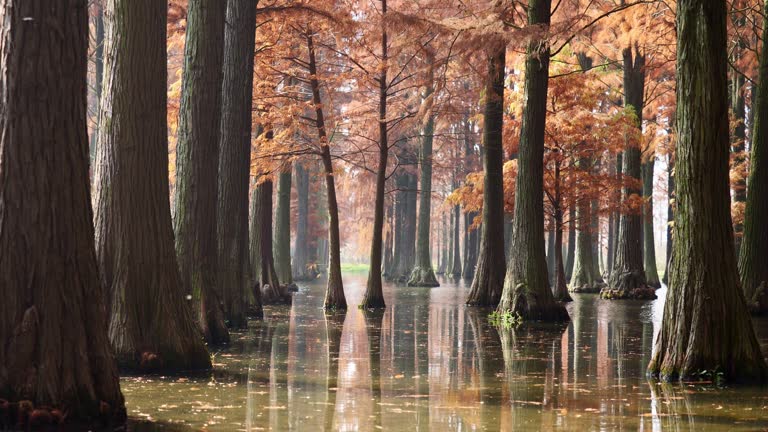 Peaceful metasequoia forest in Dalianhu Lake, Qing'xi Suburban Park, Shanghai, China in December. Orange redwood leaves with reflections in ripple water,  4K slow motion footage, loop able shot.