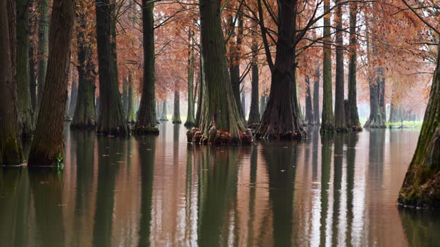 Peaceful metasequoia forest in Dalianhu Lake, Qing'xi Suburban Park, Shanghai, China in December. Orange redwood leaves with reflections in ripple water,  4K slow motion footage, loop able shot.