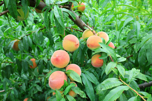 Fresh peaches grow on peach trees