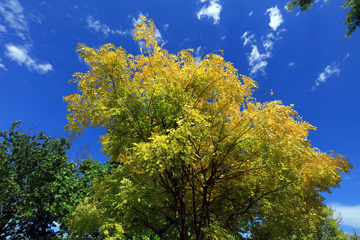 Sophora japonica in the blue sky