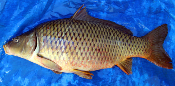 Crap Fin Crap Fish Stock Photo - Download Image Now - Animal, Animal Markings ...