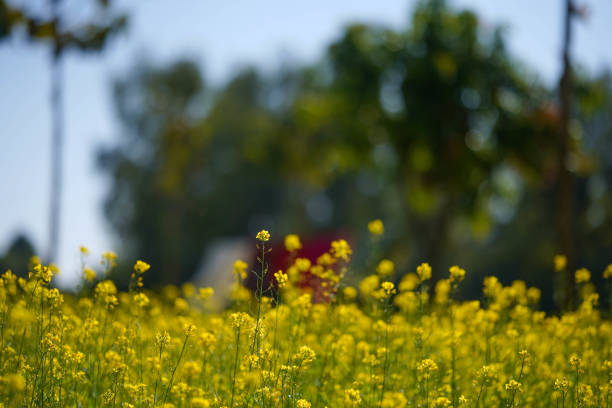 istock Yellow Mustard, Rapeseed flower, Mustard Farm 1874557660
