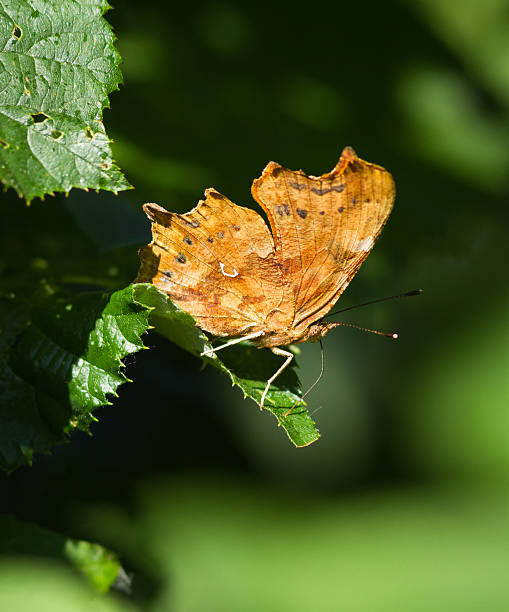 istock Comma butterfly Polygonia c-album 187455778