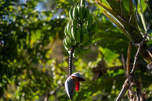 Green Banana tree, Banana Fruits