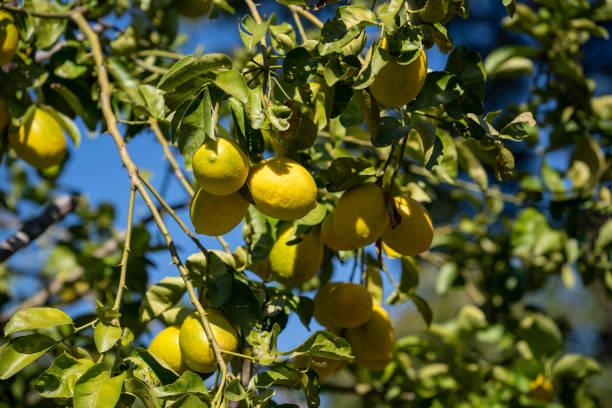 istock Citrus Fruits, Orange 1874558222