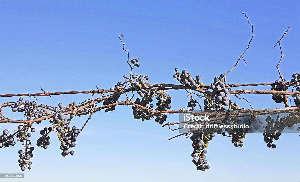 콩코드 포도 나무 on 철조망 울타리 - 로열티 프리 과일 스톡 사진