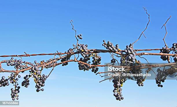 콩코드 포도 나무 On 철조망 울타리 과일에 대한 스톡 사진 및 기타 이미지 - 과일, 녹슨, 덩굴