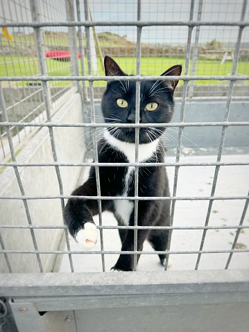 Cat in shelter cage with beseeching eyes wanting to be adopted