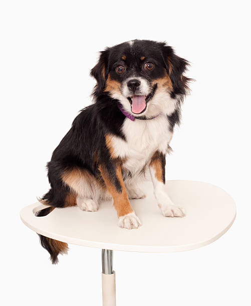 istock Portrait of small dog, studio shot 187456137