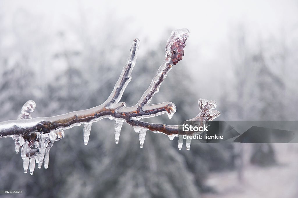 ice branch branch and bud encased in ice after a spring ice storm in Ontario, Canada Abstract Stock Photo