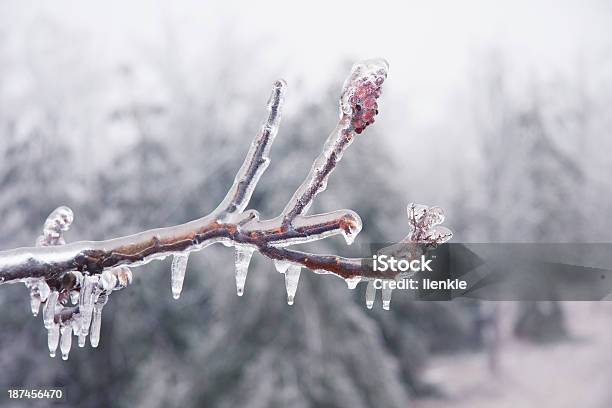 Ice Branch Stock Photo - Download Image Now - Abstract, Arctic, Backgrounds