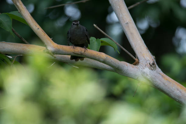 istock Gray Catbird perched on a branch looking towards camera 1874565569