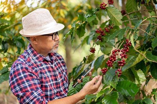 Farmers use tablets to analyze the quality of Arabica coffee grown in the highlands of Nan Province in Thailand.