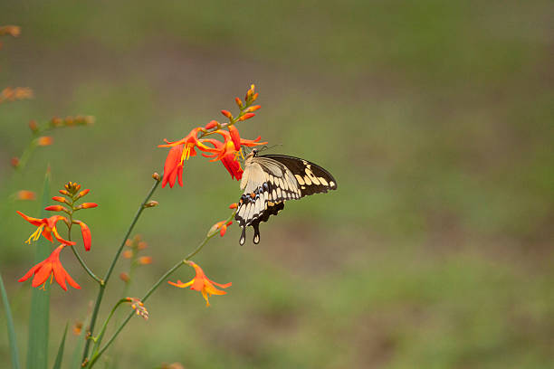 Machaon géant - Photo