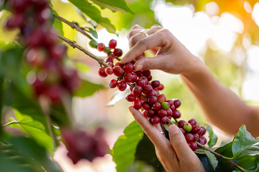 Farmers' hands harvest Arabica coffee grown in the highlands of Nan Province in Thailand.