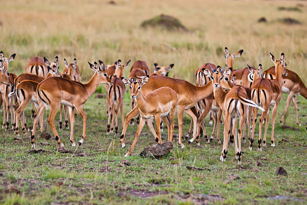 istock Group of wild gazelle 187457457