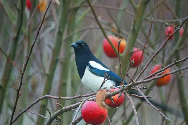 Photo of Magpie and the windfall