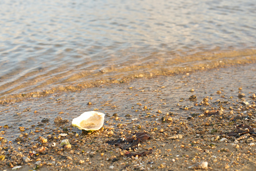 Shell in the surf.