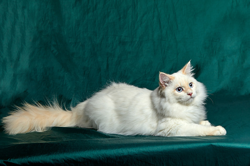 Banner with pretty white cat with blue eyes and long mustache. Close up portrait of kitten isolated on beautiful green background. Domestic animals. Funny pets. Copy space for text.