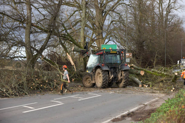 Workmen and  tree surgeons clearing a fallen tree blocking a main road out of the Cotswold town of Cirencester, England after a stormy December evening.