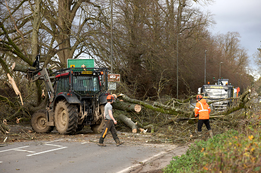 Workmen and  tree surgeons clearing a fallen tree blocking a main road out of the Cotswold town of Cirencester, England after a stormy December evening.