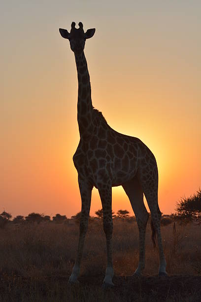 istock Giraffe silhouetted by the African sunset. 187458554
