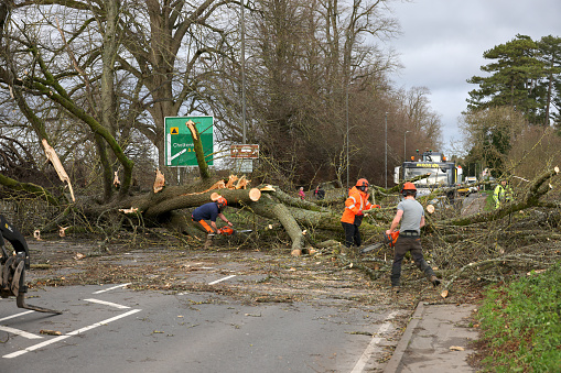 Workmen and  tree surgeons clearing a fallen tree blocking a main road out of the Cotswold town of Cirencester, England after a stormy December evening.