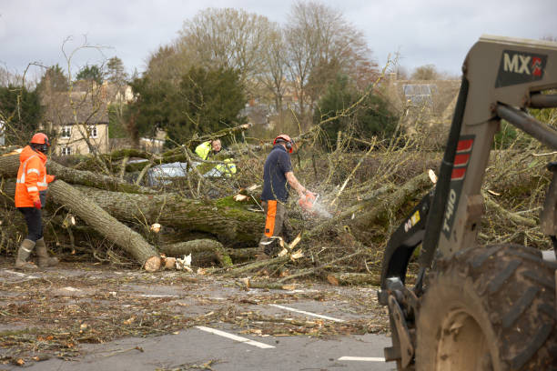 Flagging Tree Death 110+ Fallen Tree Natural Disaster Accident Symbol Stock Photos ...