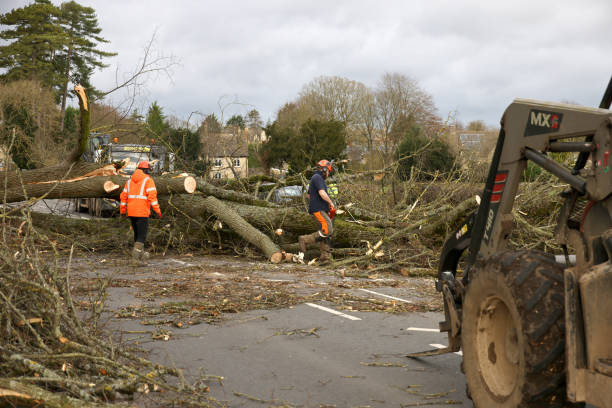 Flagging Tree Death 110+ Fallen Tree Natural Disaster Accident Symbol Stock Photos ...