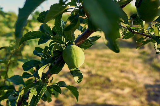 A branch of a young plum, the first fruits have grown on the branch, unripe green plums, independent gardening on your own plot