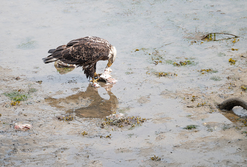 Bald Eagle eating discarded fish processing waste in Seldovia, Alaska, USA