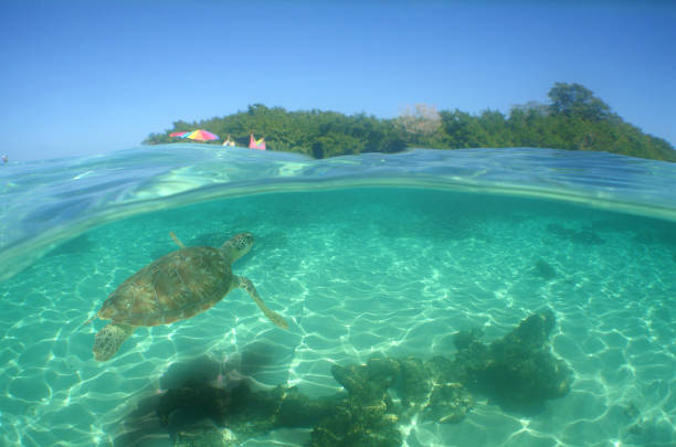 istock sea turtle swimming in the crystal clear waters 1874601412