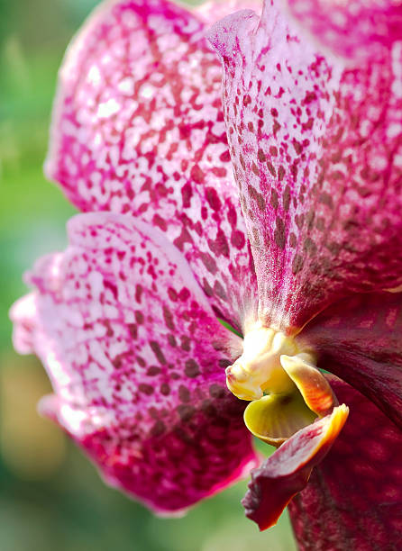istock Purple tropical orchid 187461192