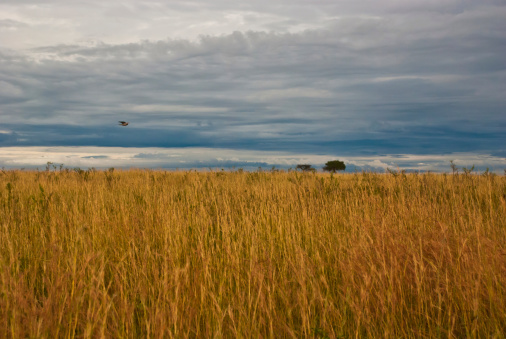 Great plain of Masai Mara, taken on a cloudy day with wild grass