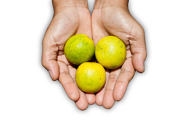 istock Farmer's palm with limes inside 187461218