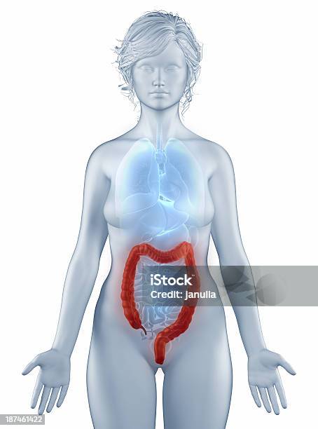 Colon Position Anatomie Frau Isoliert Stockfoto und mehr Bilder von Anatomie - Anatomie, Appendix vermiformis, Blinddarm