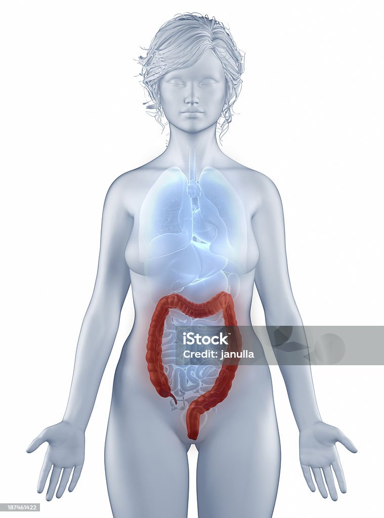 Colon donna di anatomia posizione isolata - Foto stock royalty-free di Adulto