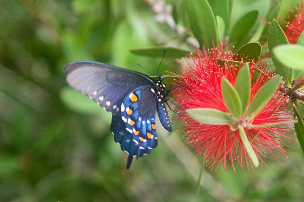 Cтоковое фото Черный Парусник-бабочка
