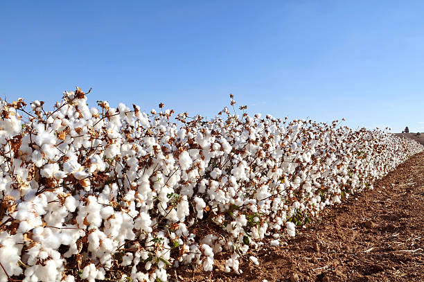 campo de algodão - cotton field agriculture plant - fotografias e filmes do acervo