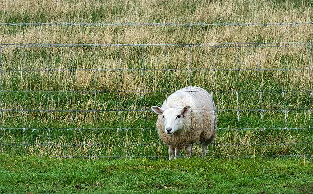 This is a scottish lamb with its head through a fence eating the greener grass.
