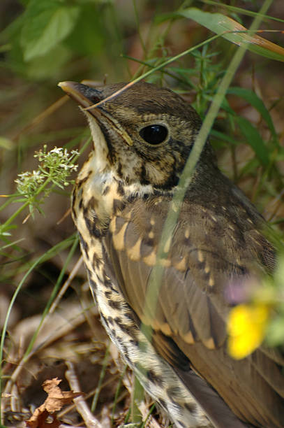 Song Thrush stock photo