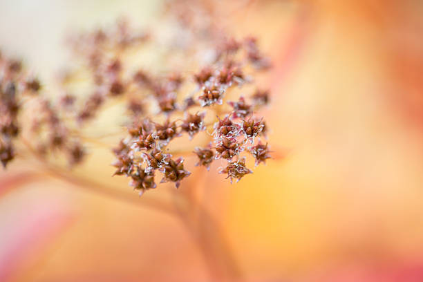 Autumn buds stock photo