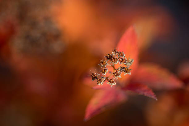 Autumn buds stock photo