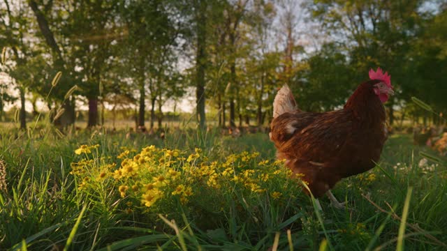 Free range brown chicken wandering flower filled pasture during golden hour in slow motion